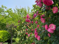 -鹅湖玫瑰文化园