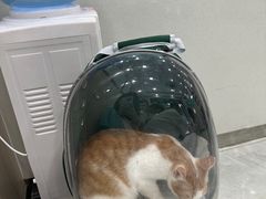 -安安宠医宠物医院·异宠·犬猫内科(岳阳分院)