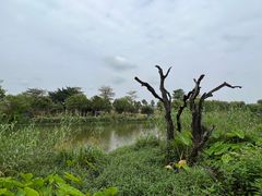 -鹤之洲湿地公园