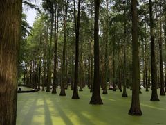 -渌洋湖湿地公园