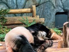 -深圳野生动物园
