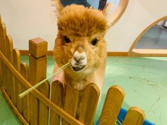 -藦茜花园宠物主题亲子互动体验馆(国顺东路店)