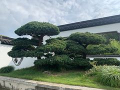 -盆景园(扬州大运河文化旅游度假区)