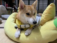 -逗柴咖啡屋·狗咖猫咖宠物桌游