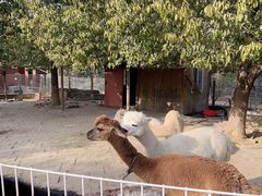 -武汉紫薇都市田园