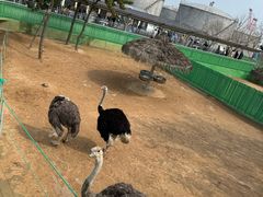 -西霞口神雕山野生动物世界