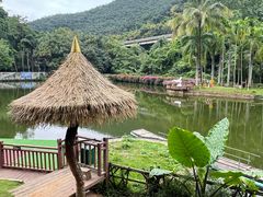 -西双版纳原始森林公园