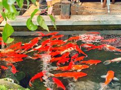 -野蔓果·山野菜(西湖景区·龙井茶田店)