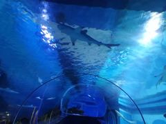 -成都浩海立方海洋公园