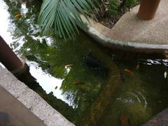 -新加坡飞禽公园