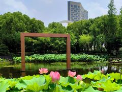 -陈家山荷花公园