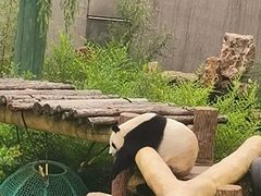 -沈阳森林动物园