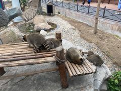 -灵玲国际马戏城