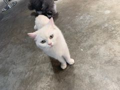 -浣熊柯尔鸭土拨鼠·电玩咖