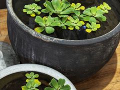 -813芭依珊 BAESAn(皇冠十畝地店)