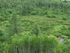 -阿尔山市大兴安岭奥伦布坎景区