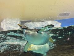 -成都浩海立方海洋公园