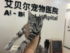 -艾贝尔宠物医院 ·中兽医·宠保定点(北门桥店)