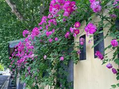 -颐和路民国时期公馆风貌区