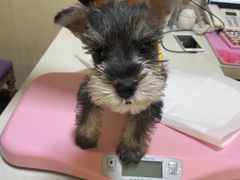 -宠爱国际动物医院· 猫科· 外科·中兽医(长白店)