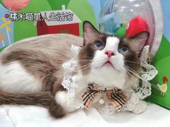 -糯米喵星人总部直营旗舰店·猫舍·幼猫出售