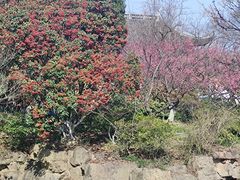 -红梅公园