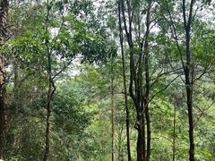 -广州白江湖森林公园