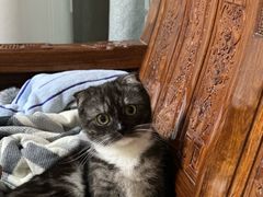 -屋虎猫馆(宝安大仟里店)