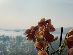 -湖畔居茶楼(湖滨店)