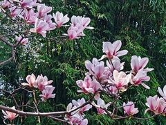 -成都杜甫草堂博物馆