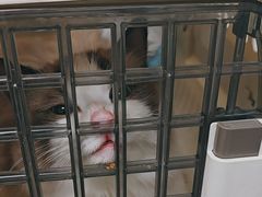 -纳吉亚猫专科动物诊疗中心(蒋宅口分院)