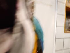 -吉丁鸟咖·异宠·寄养