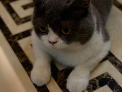 -福懋动物医院·犬猫全科·外科·重症科(杏林分院)
