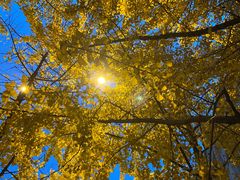 -高庙村(地铁站)