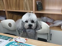 -瑞派长江宠物医院·猫科·外科·24小时夜护(谊城公寓分院)