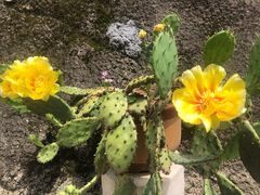 -长春观斋补堂素菜馆