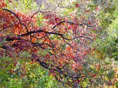 -北京西山国家森林公园