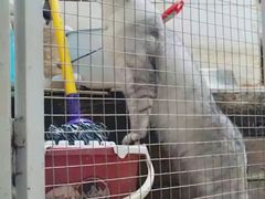 -猫咪博物馆(顶澳仔猫街店)