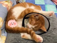 -芭比堂动物医院广州顽皮分院