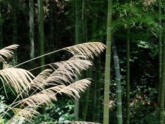 -中国大竹海景区