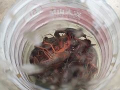 -南汇新场正宗水蜜桃采摘