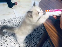 -猫十亿·布偶金渐层·曼基康矮脚猫舍(青年路店)