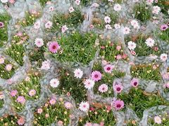 -三圣花乡旅游区