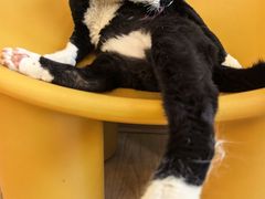 -有喵·猫咖·狗咖·30几只猫10只小狗(岗厦店)