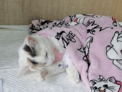 -北京观赏动物医院·24小时大型综合·猫专科·异宠专科