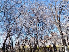 -桃花堤公园