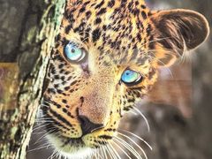 -罗红摄影艺术馆