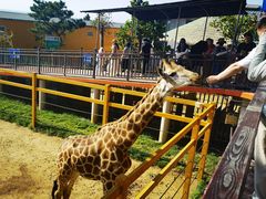 -西霞口神雕山野生动物世界