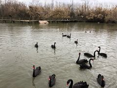 -溱湖国家湿地公园