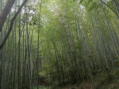 -镇江市南山风景名胜区竹林景区